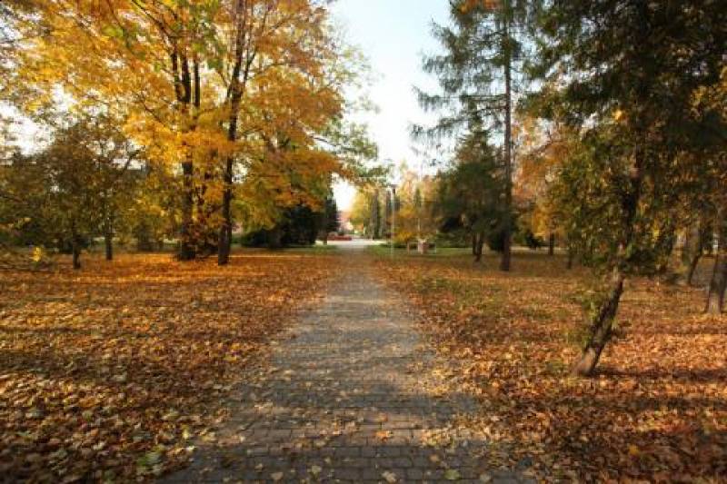 Skwer im. Gen. Wł. Sikorskiego nr 1 (Skwer im. Gen. Wł. Sikorskiego jesienią. Chodnik, który otaczają drzewa z pomarańczowymi liśćmi. Na ziemi pomarańczowe liście.)