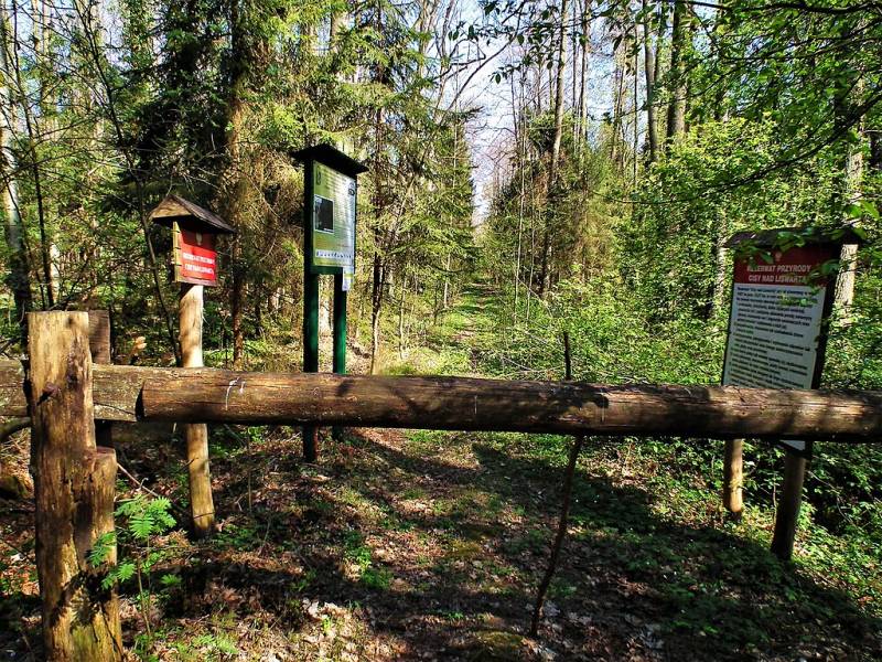 Cisy nad Liswarta (wejście do rezerwatu, początek ścieżki dydaktycznej)