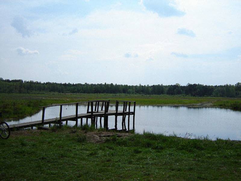 Stawy BRZOZA (widok stawów Brzoza oraz pomostu, w tle rozciągające sie lasy)